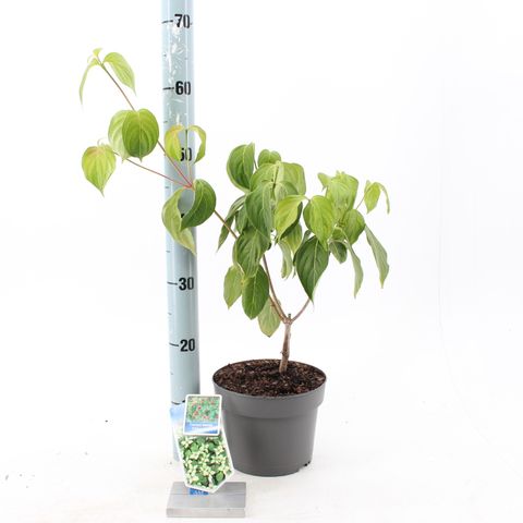 Cornus kousa 'China Girl'