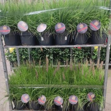 Pennisetum hohenackeri 'Winterbreeze'