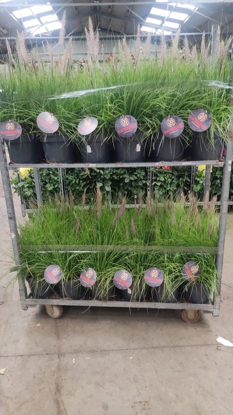 Pennisetum hohenackeri 'Winterbreeze'