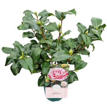 Camellia japonica 'Bicolor'