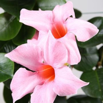 Mandevilla SUNDAVILLE CREAM PINK