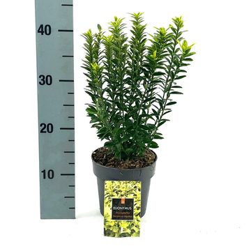 Euonymus japonicus 'Microphyllus Aureovariegatus'