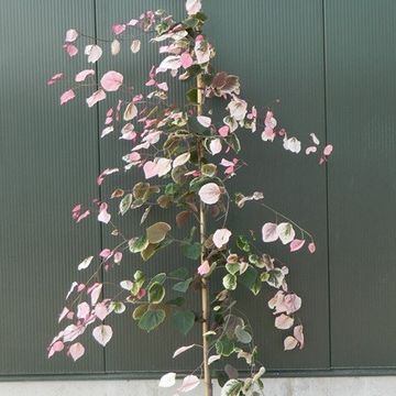 Cercis canadensis CAROLINA SWEETHEART