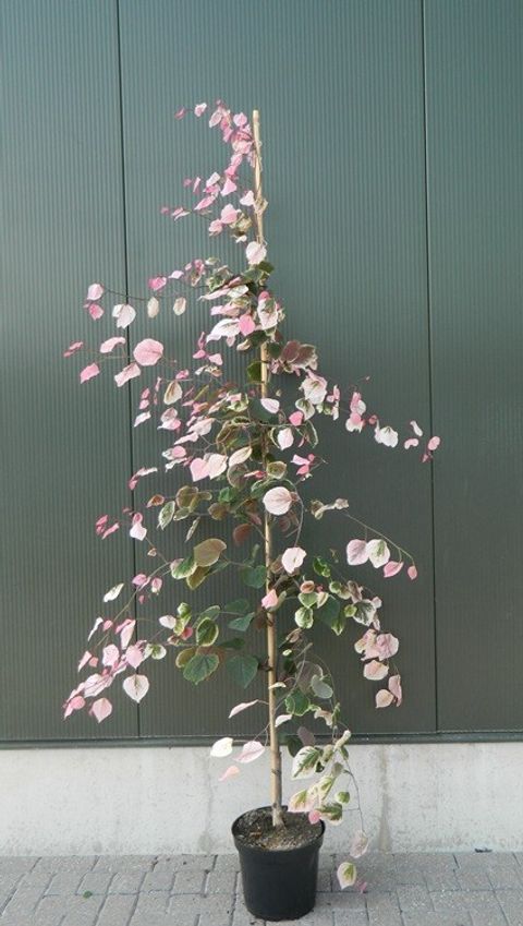 Cercis canadensis CAROLINA SWEETHEART