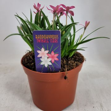 Rhodohypoxis TWINKLE STARS MIX