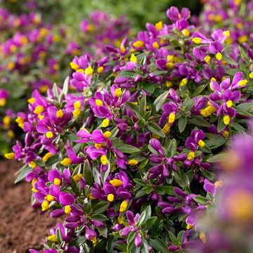 Polygala chamaebuxus 'Purple Passion'