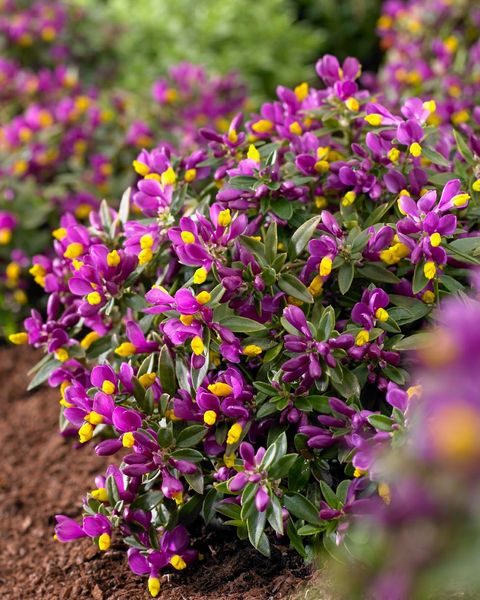 Polygala chamaebuxus 'Purple Passion'