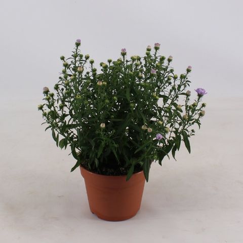 Aster SHOWMAKERS LILAC SUNSET