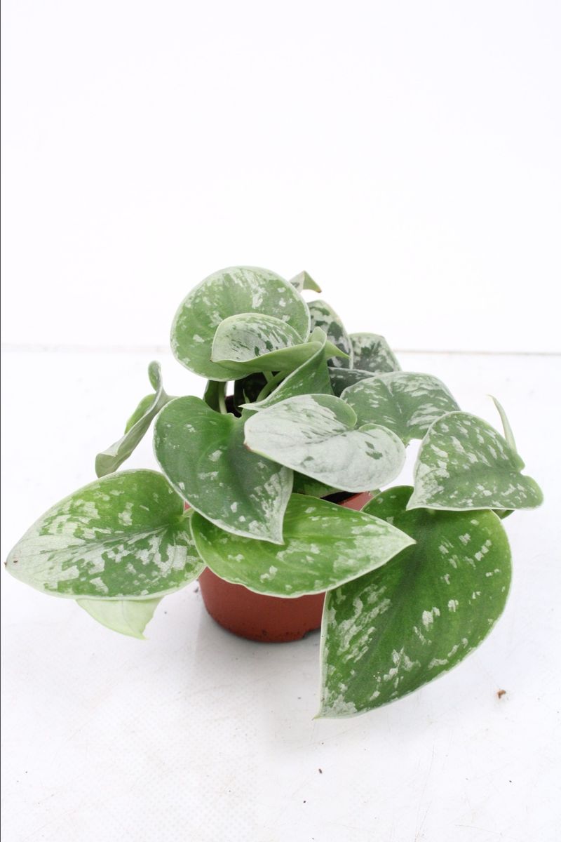 Scindapsus pictus 'Silvery Ann' — Plant Wholesale FlorAccess