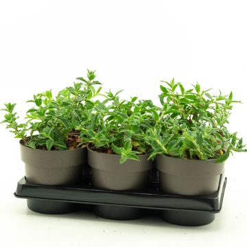 Cistus x pulverulentus