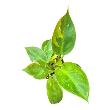 Philodendron 'Green Congo Less Variegata'