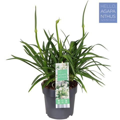 Agapanthus PITCHOUNE WHITE
