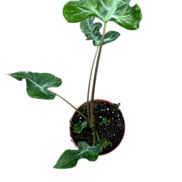 Alocasia 'Teletubbies'