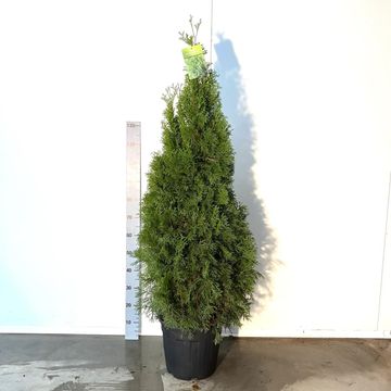 Thuja occidentalis 'Smaragd'