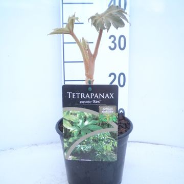 Tetrapanax papyrifer 'Rex'