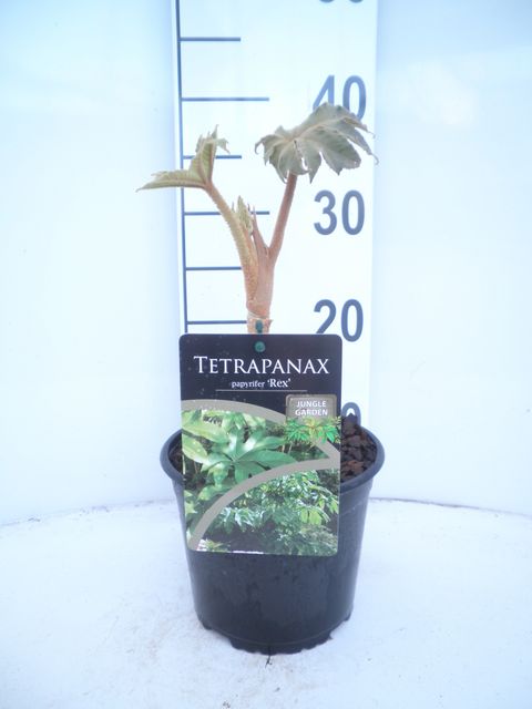 Tetrapanax papyrifer 'Rex'
