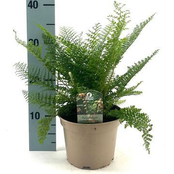 Polystichum setiferum 'Plumoso-densum'