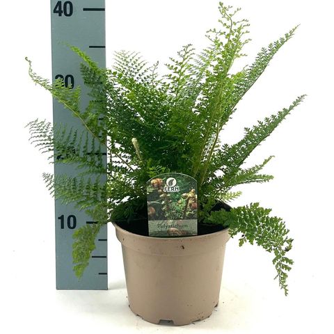 Polystichum setiferum 'Plumoso-densum'