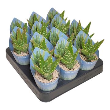 Aloe mitriformis