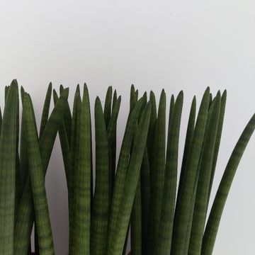 Sansevieria cylindrica 'Straight'