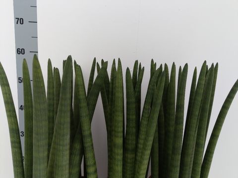 Sansevieria cylindrica 'Straight'