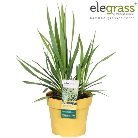 Yucca filamentosa 'Color Guard'