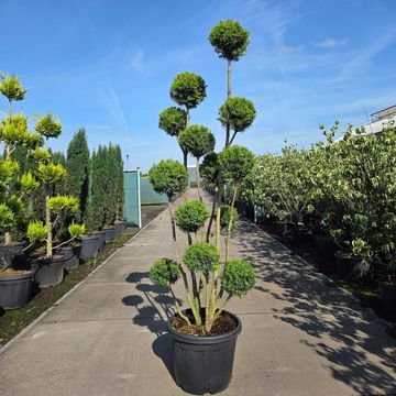Taxus x media 'Hicksii'