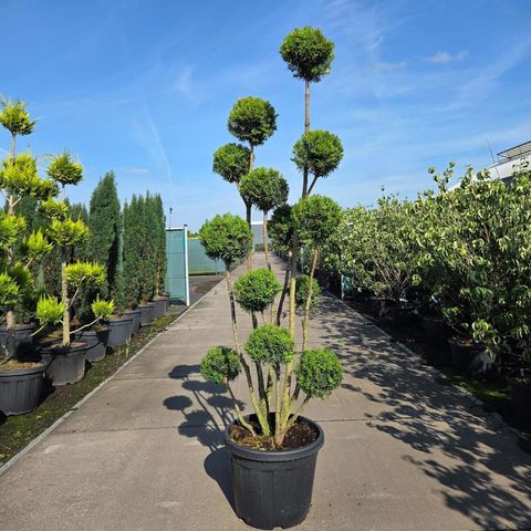 Taxus x media 'Hicksii'