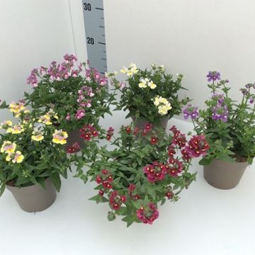 Nemesia SUNMESIA MIX