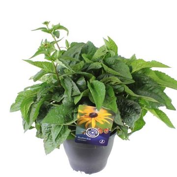 Rudbeckia fulgida 'Little Goldstar'
