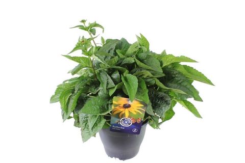 Rudbeckia fulgida 'Little Goldstar'