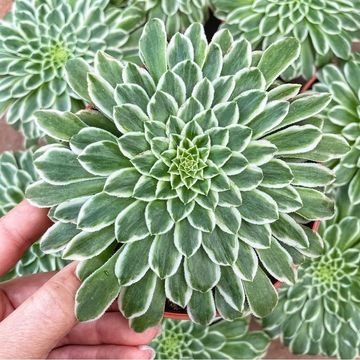 Aeonium 'Emerald Ice Variegata'