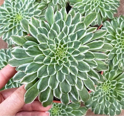 Aeonium 'Emerald Ice Variegata'