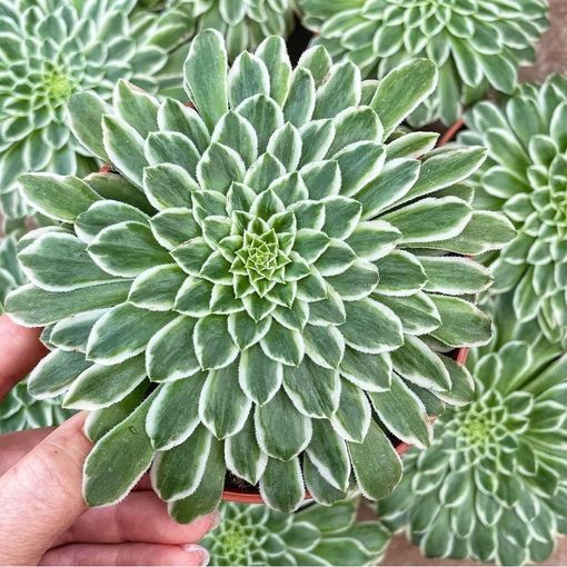 Aeonium 'Emerald Ice Variegata'