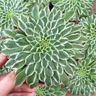 Aeonium 'Emerald Ice Variegata'