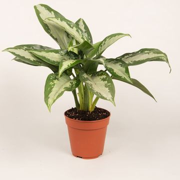 Aglaonema 'Jubilee Compacta'