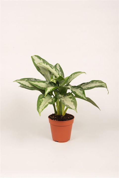 Aglaonema 'Jubilee Compacta'