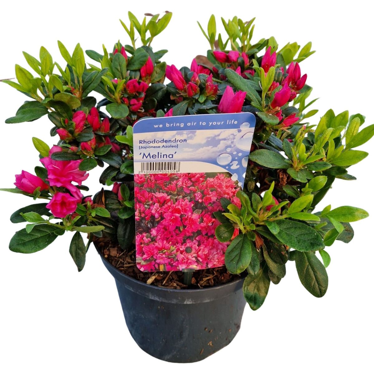 Rhododendron 'Melina'  Pflanzengrohandel FlorAccess