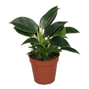 Philodendron BIRKIN / WHITE MEASURE