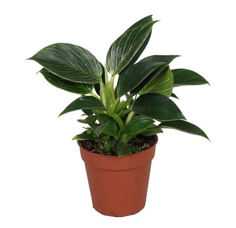 Filodendro BIRKIN / WHITE MEASURE