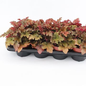 Heuchera CREME BRULEE