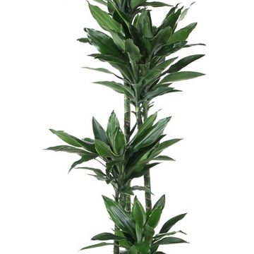 Dracaena fragrans 'Janet Lind Gold'
