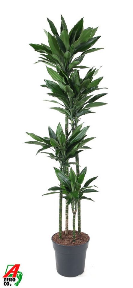 Dracaena fragrans 'Janet Lind Gold'