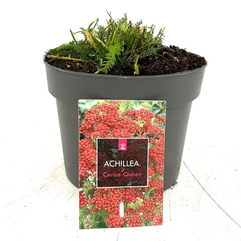 Achillea millefolium 'Cerise Queen'