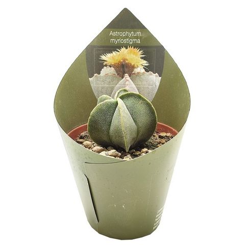 Astrophytum myriostigma