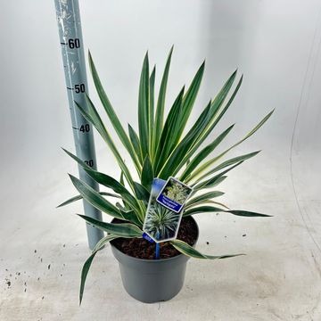 Yucca gloriosa 'Variegata'