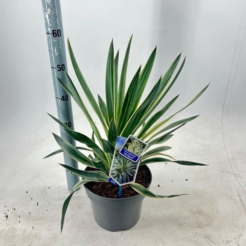 Yucca gloriosa 'Variegata'