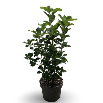 Amelanchier alnifolia 'Obelisk'