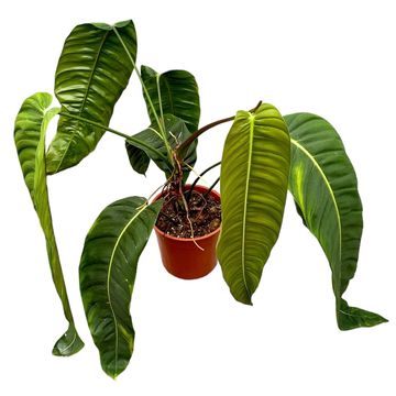 Philodendron patriciae