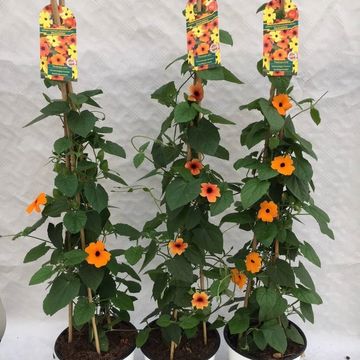 Thunbergia alata